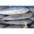 Günstiger Preis gefrorener Bonito Thunfisch Skipjack Fisch